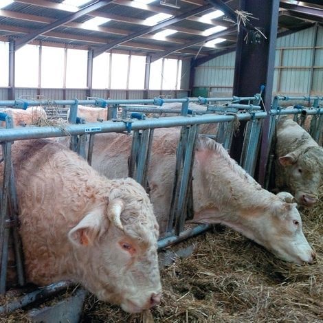 Rastrelliera per mangiatoia per mucche - Freelock - CK Industries - autobloccante / in tubolare / regolabile