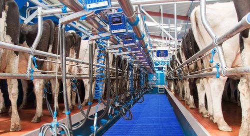 Sala di mungitura per mucche - Dairymaster - a spina di pesce / uscita rapida / swing-over