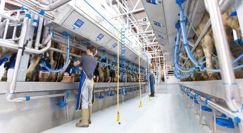 Sala di mungitura per mucche - SWIFTFLO  - Dairymaster - parallela / uscita rapida / doppia