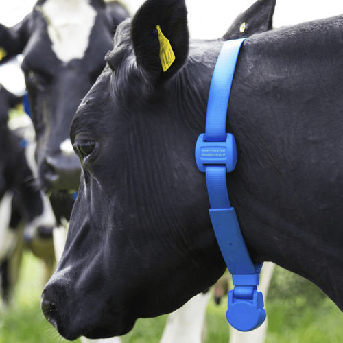 Sistema di sorveglianza per mucche - MooMonitor+ - Dairymaster - di temperatura / dello stato di salute / di calore