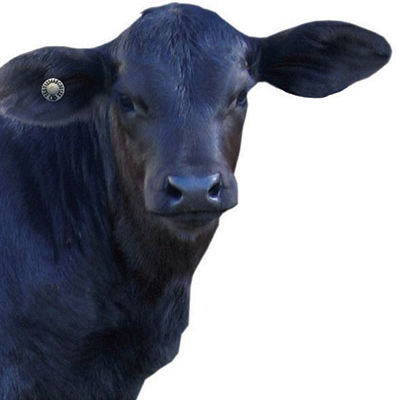 Etichette Per Orecchio Bovini 001-100 | Plastica Durevole Per Mucche, Capre, Pecore | Colore Blu - Foto 9