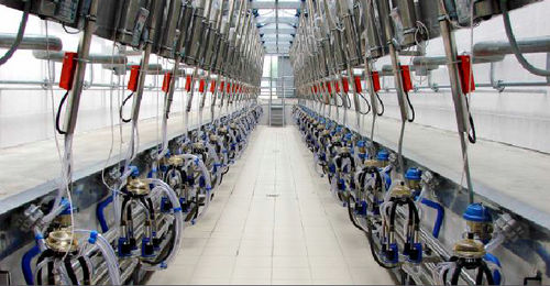 Sala di mungitura per mucche - J. Delgado S.A. - a spina di pesce
