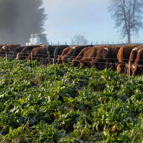 Semi di barbabietola per foraggi - SMART JOSINA  - KWS SAAT AG - rosso