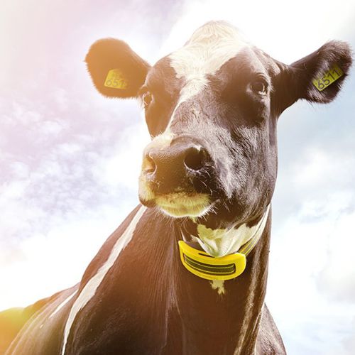 Sistema di sorveglianza per mucche - COWcontrol ™ - Nedap Livestock Management - dello stato di salute