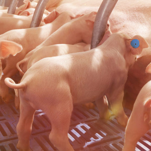 Sistema di alimentazione per suini - Nedap Livestock Management - stazionario