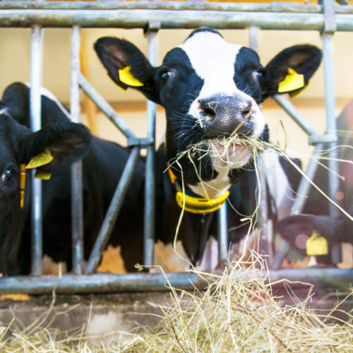 Sistema di sorveglianza per mucche - Nedap Livestock Management - dello stato di salute