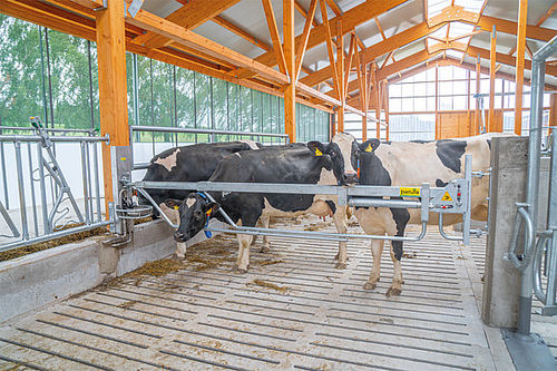 Barriera per l'allevamento - 323930 - PATURA KG - di contentimento / per mucche / in metallo