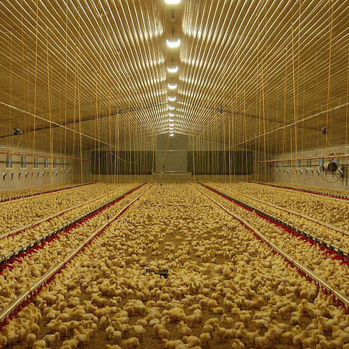 Illuminazione per stalla - SCHULZ Systemtechnik GmbH - LED / programmabile / per pollame