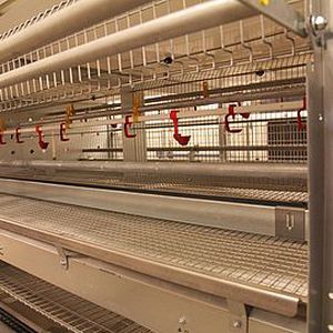Sistemi di allevamento per pollastre - SCHULZ Systemtechnik GmbH
