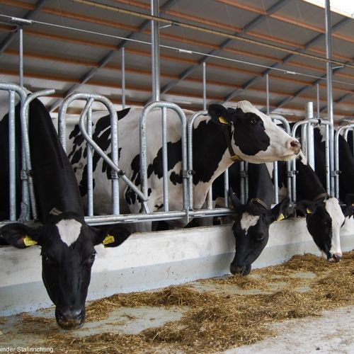 Rastrelliera per mangiatoia per mucche - Openline Swedish - Spinder Dairy Housing Concepts - per vitelli / autobloccante / svedese