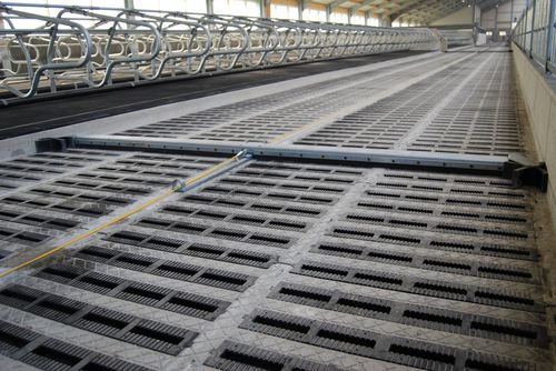Raschiatore per letame a corda - Slatted Floor Scraper - Spinder Dairy Housing Concepts - dritto / per pavimento fessurato / automatico