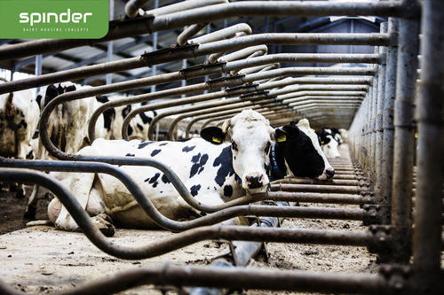 Cuccetta - Comfort - Spinder Dairy Housing Concepts