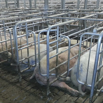 Gabbia di gestazione con pagliolato a stecche - JAULA DE AUTO-CAPTURA - TIGSA