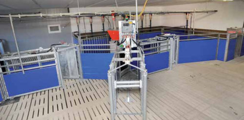 Sistema di alimentazione per suini - SowComp - WEDA Dammann & Westerkamp GmbH - di tubi / alimentazione secca / programmabile