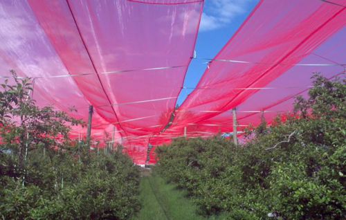 Rete antigrandine - ChromatiNet@ Red - Ginegar Plastic Inc - ombreggiante / per colture / con trama a maglia