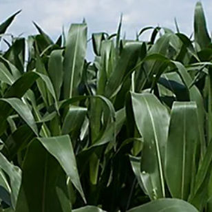 Semi di mais precoce - P7524 - DuPont Pioneer - per insilato / resistente alla cercosporiosi / ibrido