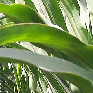 Semi di mais precoce - P7655 - DuPont Pioneer - per insilato / per cereali / vitreo