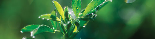 Foraggio per erba medica - SW10 - S & W Seed Company - per alimentazione animale