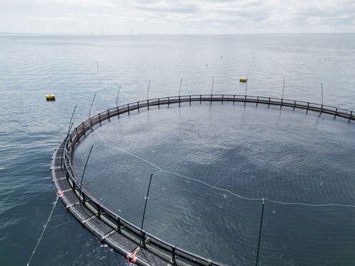 Rete per acquacoltura antiuccelli - Hvalpsund Net a/s