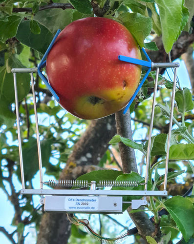 Dendrometro per frutta - DF series - Ecomatik - con registratore di dati
