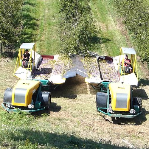 Scuotitore per alberi per prugne - M03 - Somaref - semovente / idraulico / con navicella di raccolta