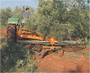 Ranghinatore per oliveto - GIROLIVO 320-9 B.L. - Abimac Srl - rotativo / a scarico laterale