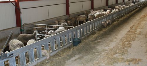 Rastrelliera per mangiatoia per caprini - Galonnier - per ovini / autobloccante