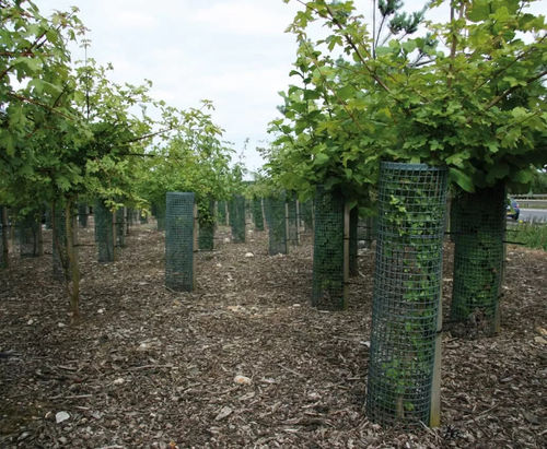 Green Thumbz Coperture per piante in pile per orticoltura, confezione da 2 gabbie per frutta 80 cm x 100 cm, per la coltivazione di ortaggi, rete di protezione per piante da giardino