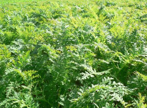 Copertura vegetale di facelia - 75901595 - Vital Concept - CIPAN / biologico / distruzione mediante triturazione