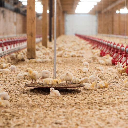 Bilancia per pollame - Canarm AgSystems - a piattaforma
