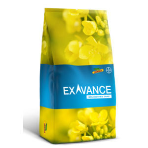 Semi di colza precoce - EXAVANCE_ - DeKalb - resistente ai phoma / ibrido / resistente alla crodatura