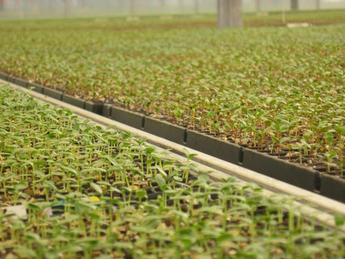 Substrato colturale torba - FORMiT - Jiffy Products International BV - tappo / compatto