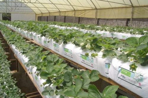 Vaso in tessuto per coltura idroponica - Husk Chips - Jiffy Products International BV