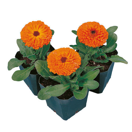Semi di fiore annuale - Calypso - SAKATA ORNAMENTALS EUROPE A/S - arancione / per aiuola / da vaso