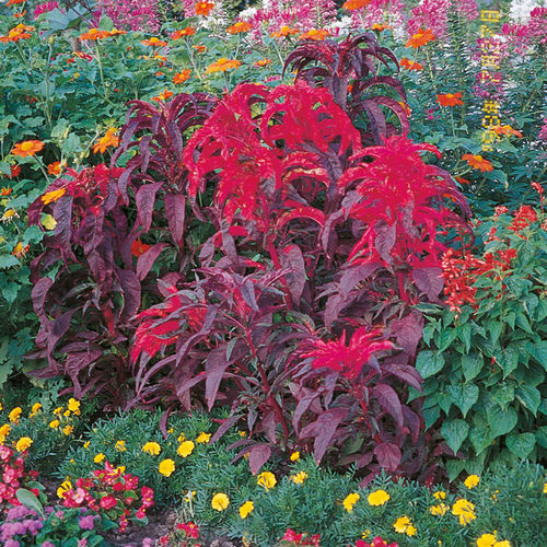 Semi di fiore annuale - Early Splendor - SAKATA ORNAMENTALS EUROPE A/S - mix di colori / per giardino / per aiuola