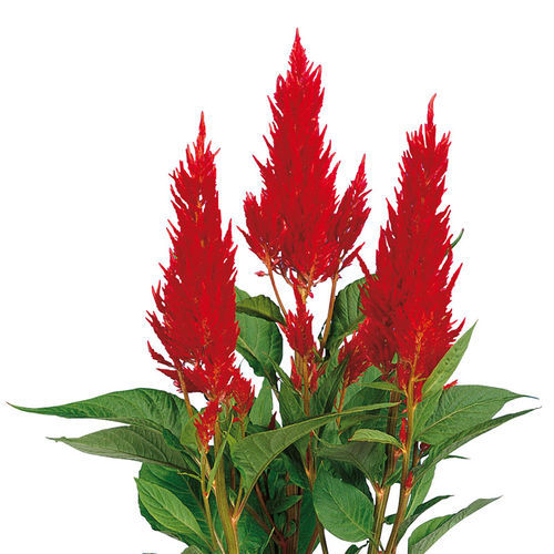 Semi di fiore annuale - Century - SAKATA ORNAMENTALS EUROPE A/S - rosso / giallo / rosa