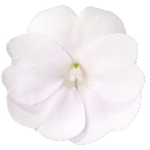 Semi di fiore annuale - SunPatiens® Vigorous - SAKATA ORNAMENTALS EUROPE A/S - rosa / rosso / bianco