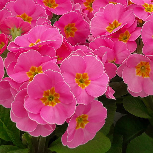 Semi di fiore annuale - Supernova - SAKATA ORNAMENTALS EUROPE A/S - rosa / viola / rosso