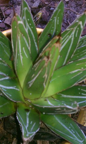 Pianta grassa Perenne - Agave victoria-reginae 'Porcupine' - AG 3 Inc - per giardino / rustica