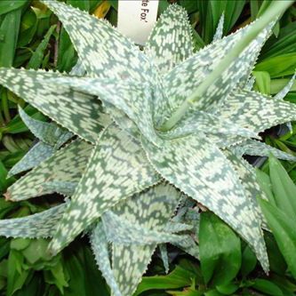 Pianta grassa Perenne - Aloe 'White Fox' - AG 3 Inc - da vaso / rustica