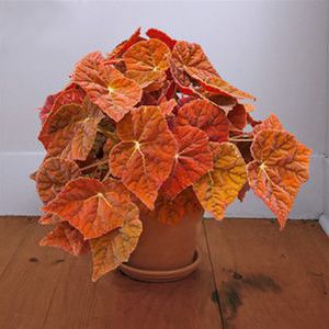 Pianta verde Perenne - Begonia 'Autumn Embers' PPAF - AG 3 Inc - da vaso / da interno / per giardino