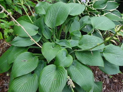 Pianta verde Perenne - Hosta 'Blue Angel' - AG 3 Inc - per aiuola / per giardino