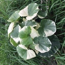 Pianta verde Perenne - Farfugium japonicum 'Argentea' - AG 3 Inc - per giardino