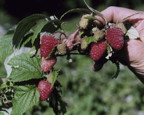 Arbusto da frutto - Rubus 'Caroline' - Agri-Starts Inc