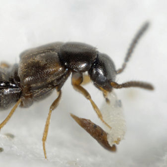 Coleottero contro le mosche - DALOTIAforce™ - Beneficial Insectary Inc - contro il tripide
