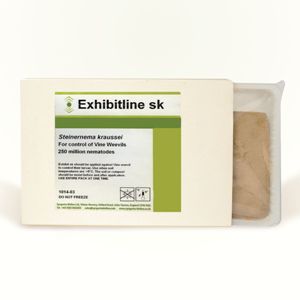 Nematode contro il punteruolo - Exhibitline Sk - Bioline Agrosciences Inc/Bioline Canada Inc - adulto