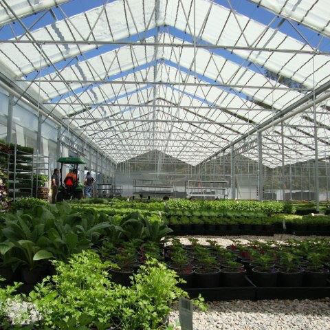 Serra venlo - A-Frame - Cravo Equipment Ltd - in plastica