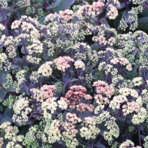 Pianta da fiore Perenne - Sedum Night Light - Darwin Perennials - viola / giallo / verde