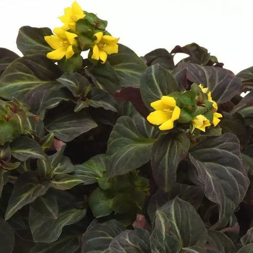 Pianta da fiore Perenne - Lysimachia alfredii Night Light - Darwin Perennials - giallo / da vaso