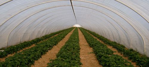 Serra multitunnel - Telescopic - Haygrove Tunnels - per produzione ornamentale / in plastica / per fragole